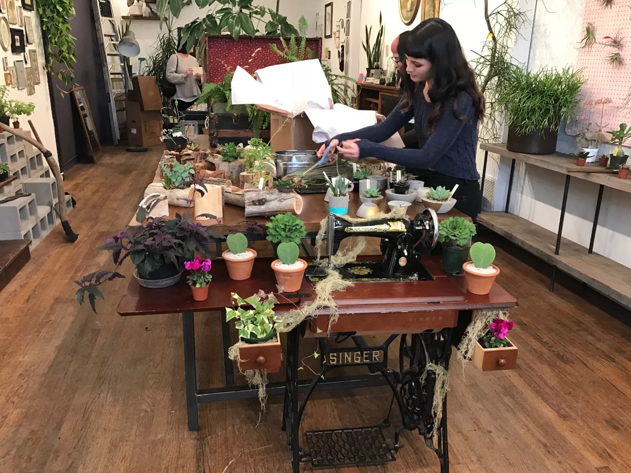 Rosehouse on South Broadway Offers Weird Plants for Real-Life Harry Potters