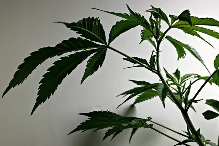 CBD Sales Have Tripled Since 2014, but Is Big Pharma Taking Over?