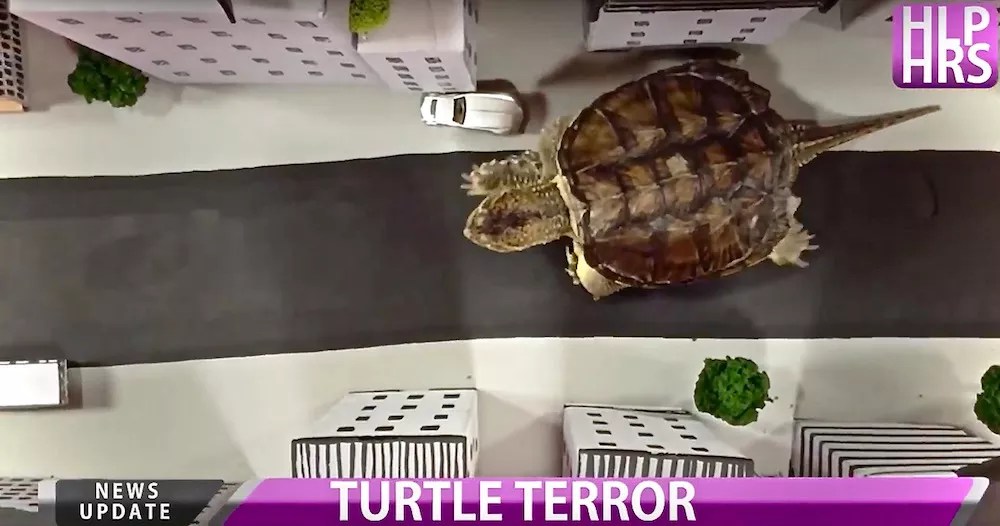 Watch Chompsky the Turtle Destroy a City in Holophrase’s New Video, “Alligatron”