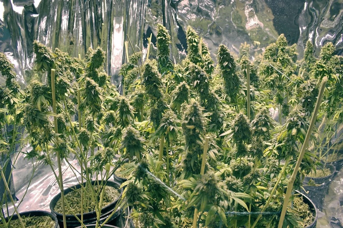 Law Enforcement Continues to Compare Home Grows to Meth Houses