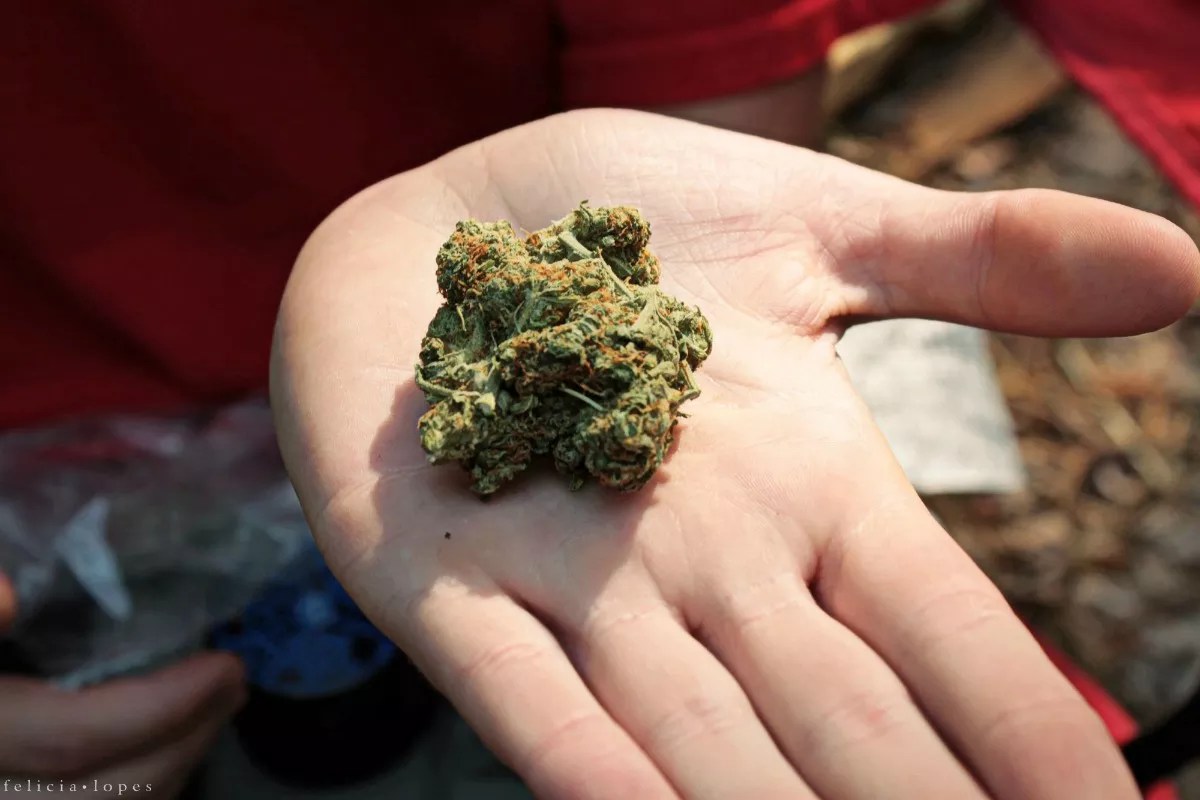 Marist Poll Survey Looks at Marijuana’s Impact on the American Family