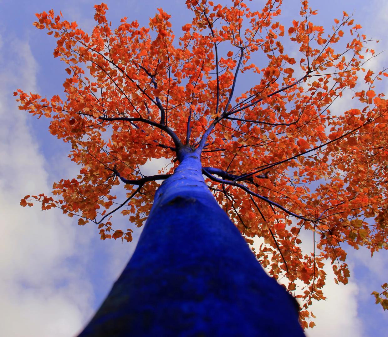 Artist Konstantin Dimopoulos Is Painting Trees Blue in the Denver Theatre District