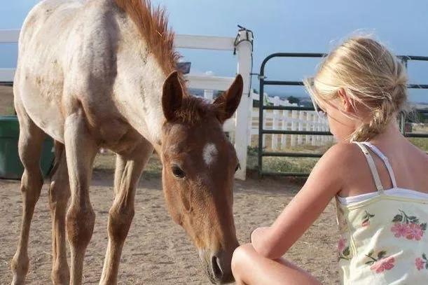 Rock the Ranch Raises Money for Rescued Therapy Horses