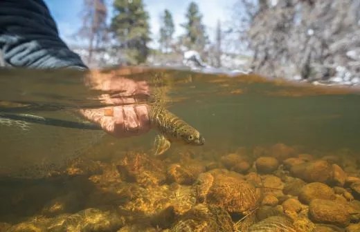 POTUS vs. WOTUS: Trump’s EPA Nixes Clean Water Rule