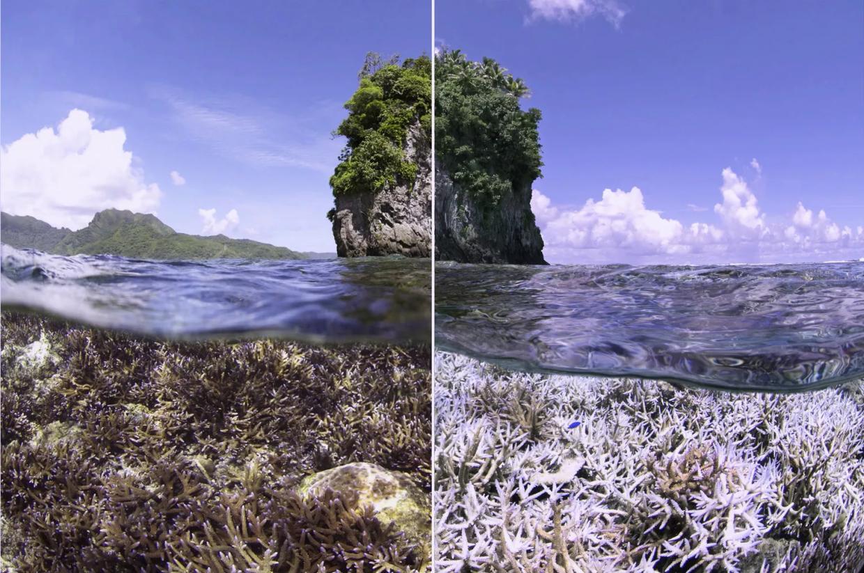 Netflix’s Gorgeous, Despairing <i>Chasing Coral</i> Bears Witness to the Planet’s End