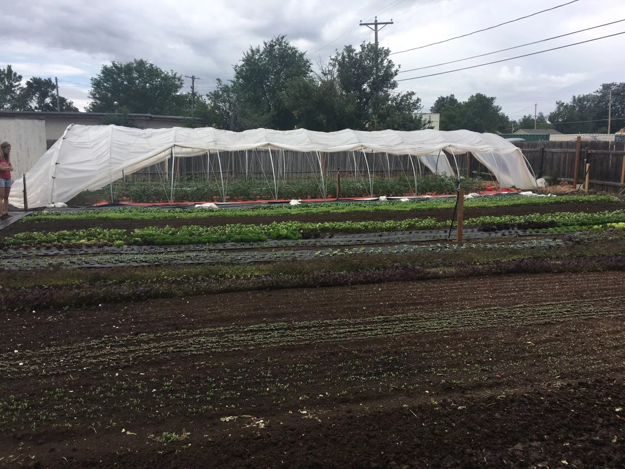 Peek Inside Three of Denver’s Compact Urban Farms