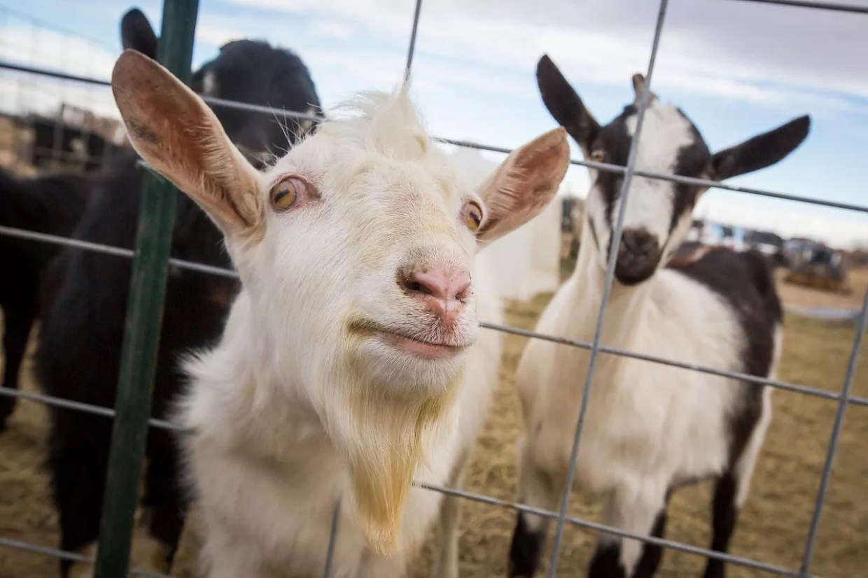 Goats peeking through a fence