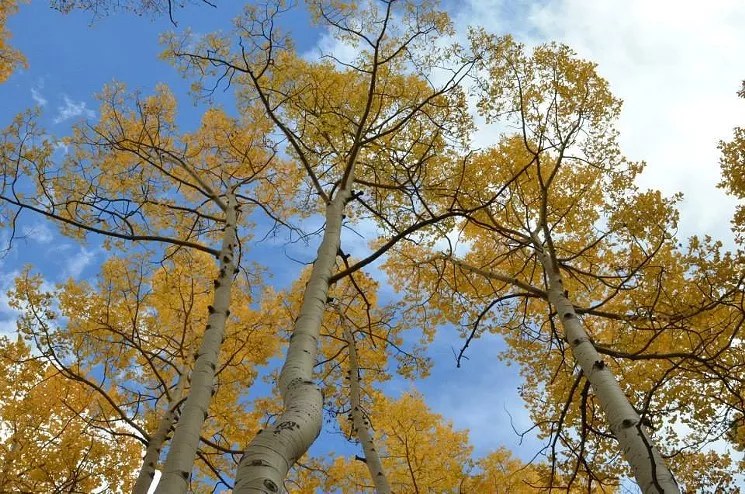 Op Ed: The Enlightened State of Colorado