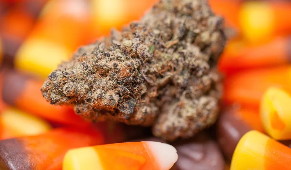 Pumpkin Spice Weed Vapes Here to Elevate Your Basic-Ass Fall