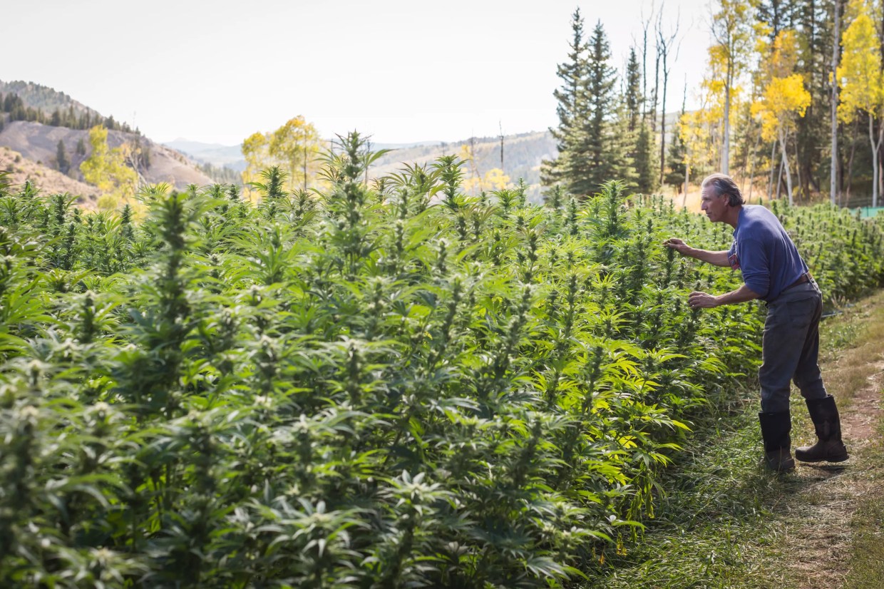 High Elevation, Low Waste: Pot Zero’s Bio-Dynamic Cannabis Farm