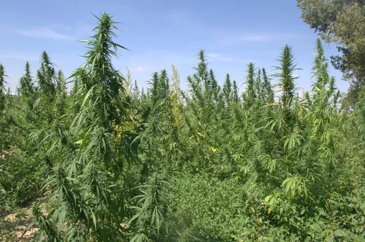 Front Range Biosciences Partners With UC Davis to Study Hemp Genome