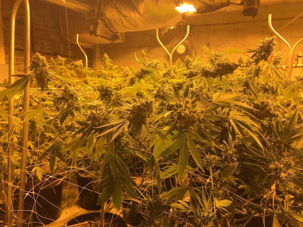 Ten Hydroponic Shops We’ve Grown to Trust in Denver