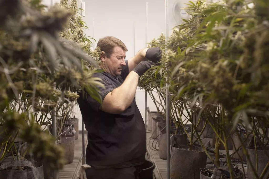 Colorado Marijuana Election Results: What Happened, and Where