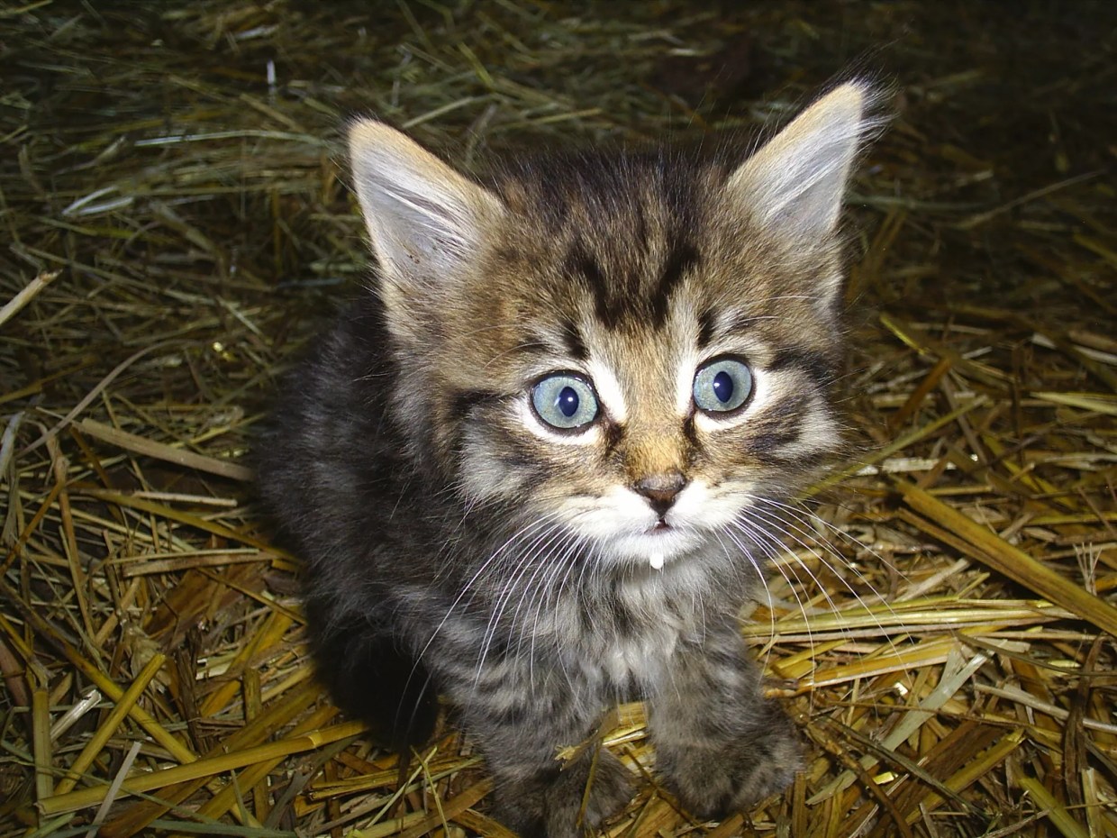 The Four Best Events on the Culinary Calendar This Weekend