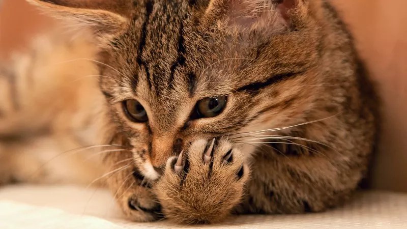 Denver Cat Declawing Ban Passes Unanimously, Now the Law