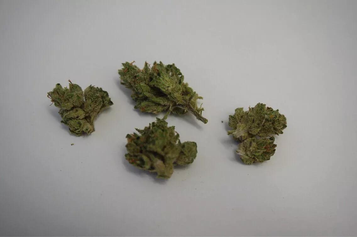 Why Colorado Tokers Love Denver Maple
