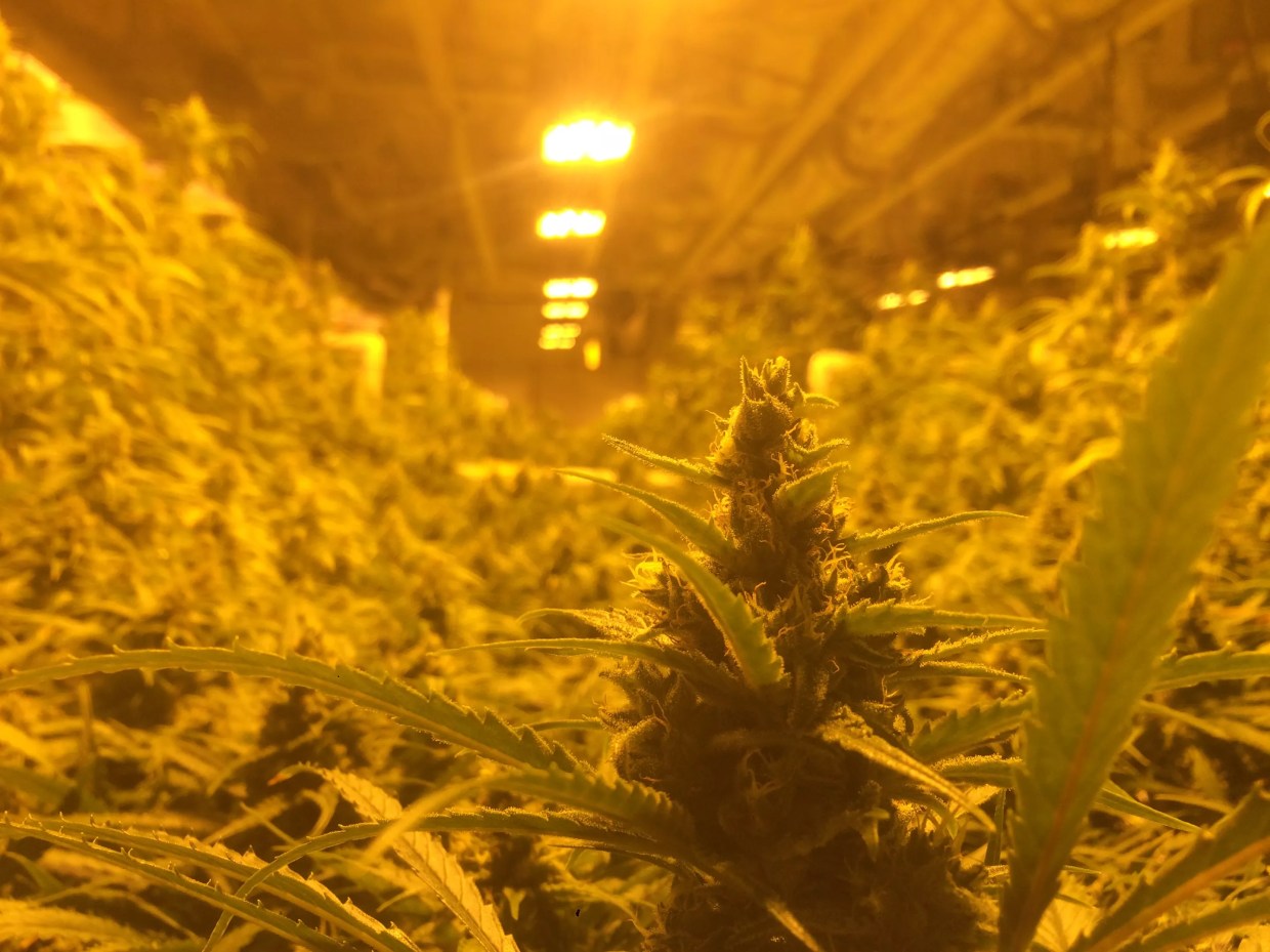 My Weirdest Marijuana Assignment of 2017