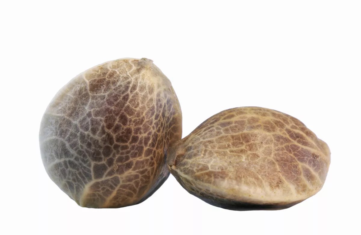 Colorado Company Produces First American-Bred Certified Hemp Seed