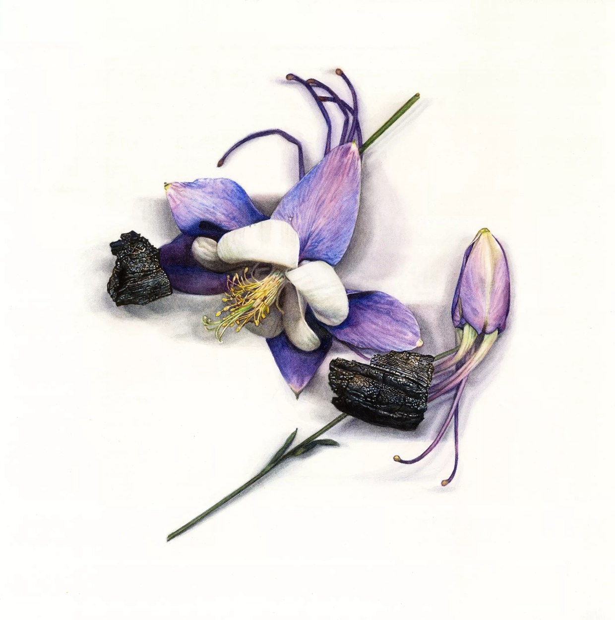 100 Colorado Creatives 4.0: Anna Kaye