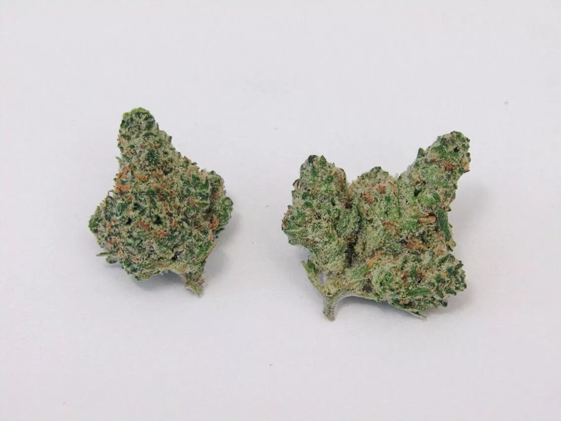 Why Colorado Tokers Love Alien Dream