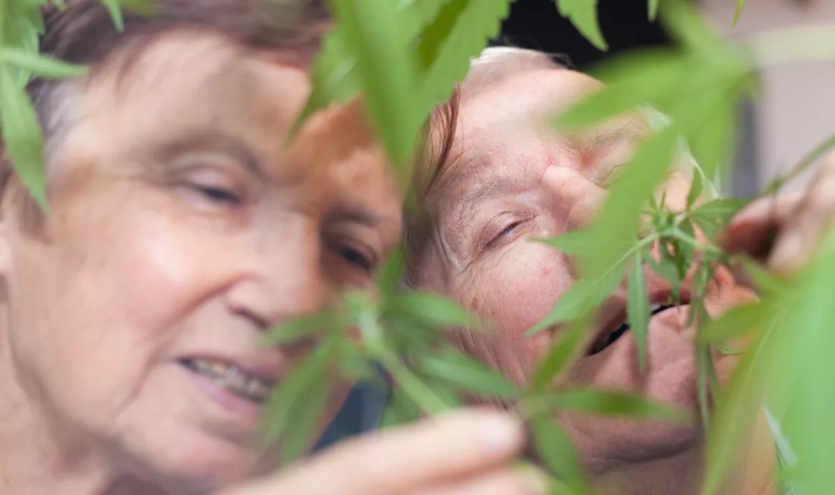 How Many Smells Can One Marijuana Strain Have?