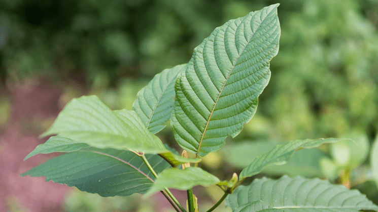 Kratom Salmonella Outbreak Warning, One Coloradan Sickened