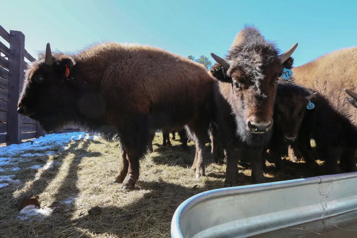 Land Trust Offers Colorado Home for Grand Canyon Bison in Danger of “Lethal Removal”