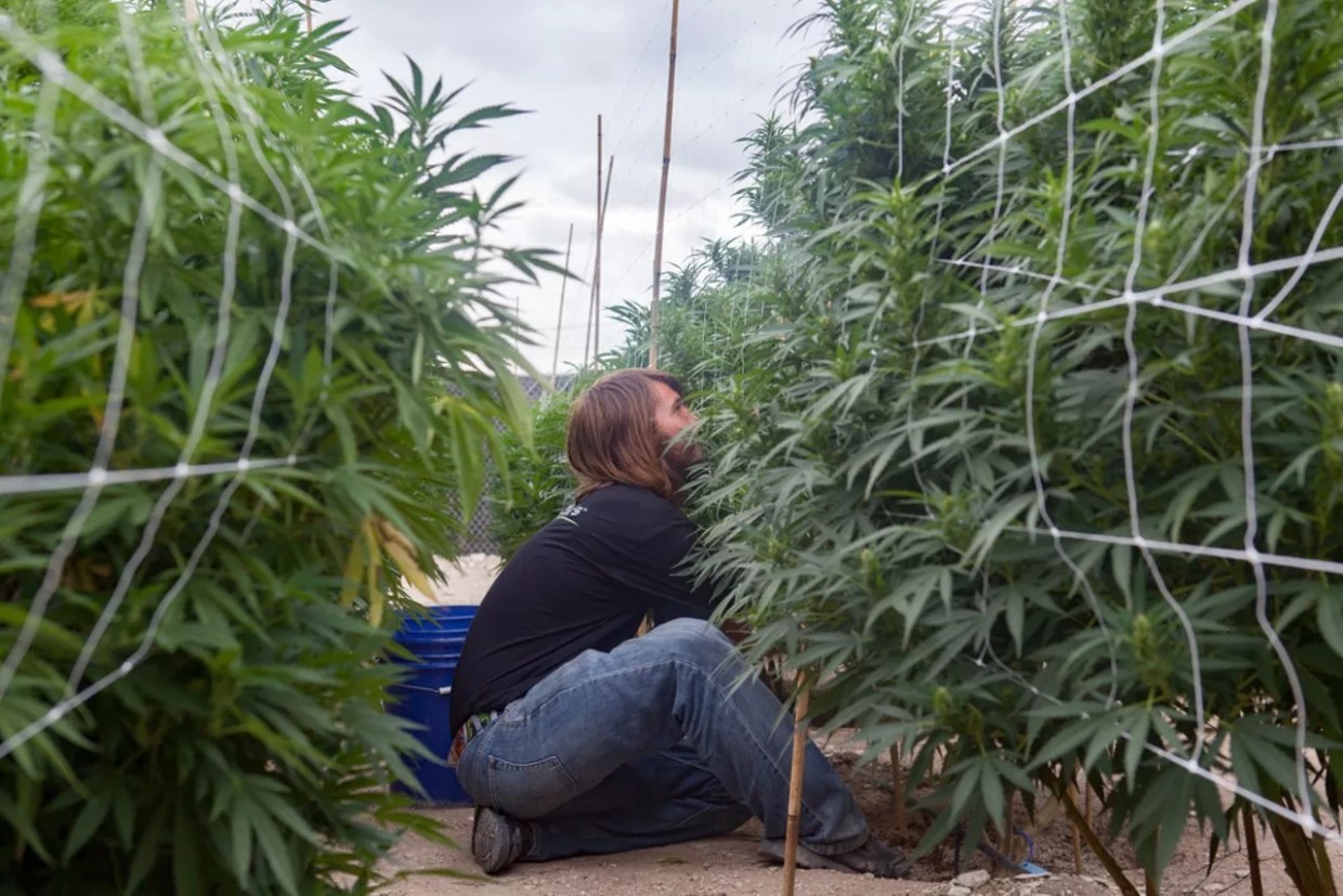 Trump Tax Cuts Will Lead to Pot Industry Hiring Rush, Study Predicts