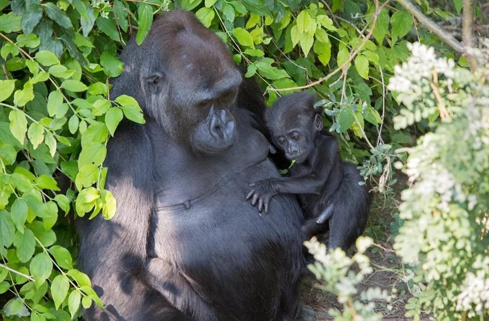 How Denver Zoo Ticket Prices Compare With Those in Other Cities