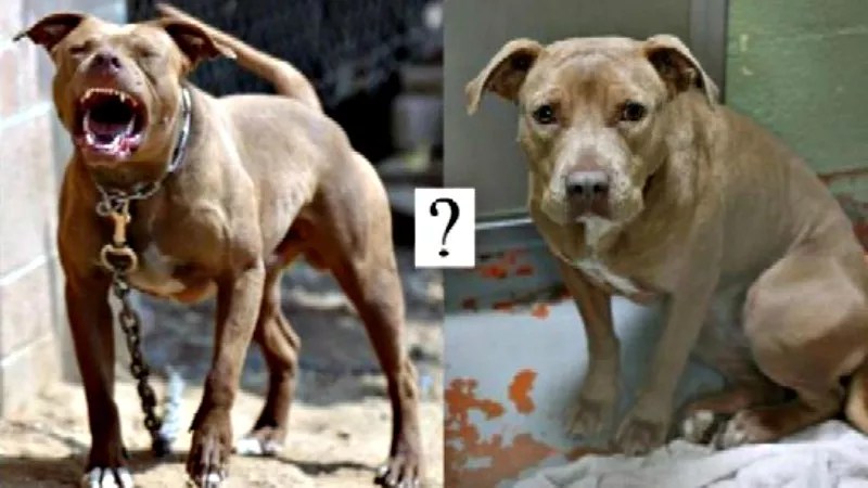 New Model for Eliminating Pit Bull Ban in Denver and Beyond