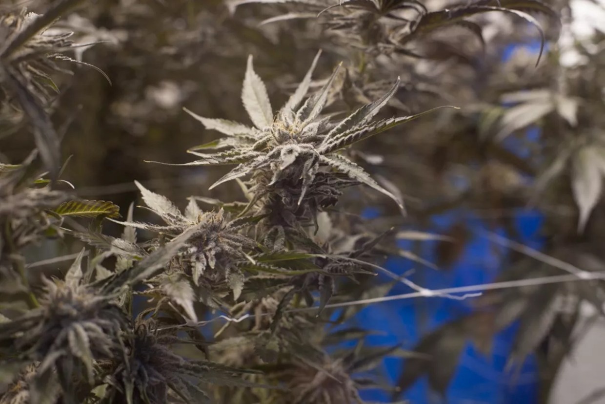 MMJ for Autism Bill Passes Legislature, Moves to Governor