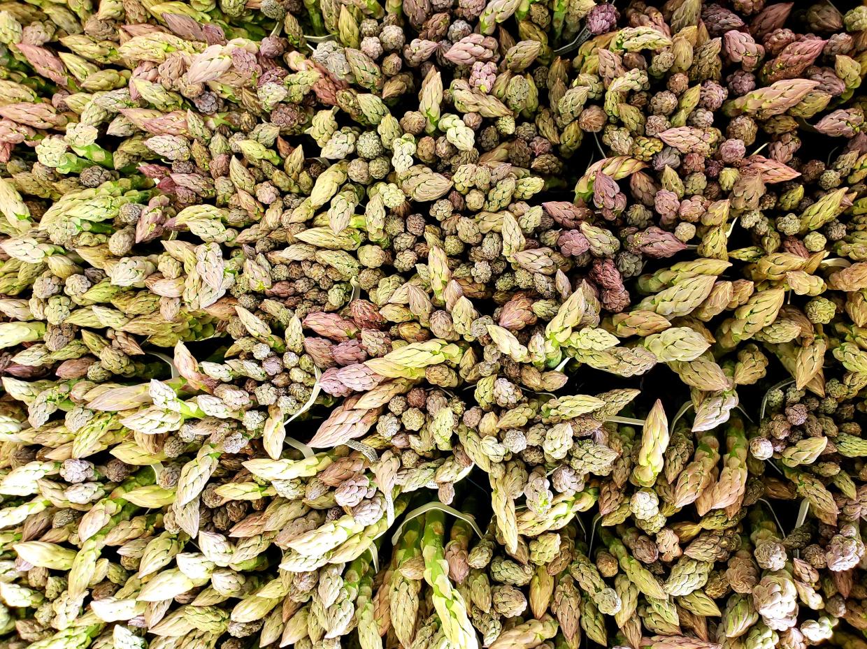 Know Your Farmer: Harvesting Asparagus With Kiowa Valley Organics