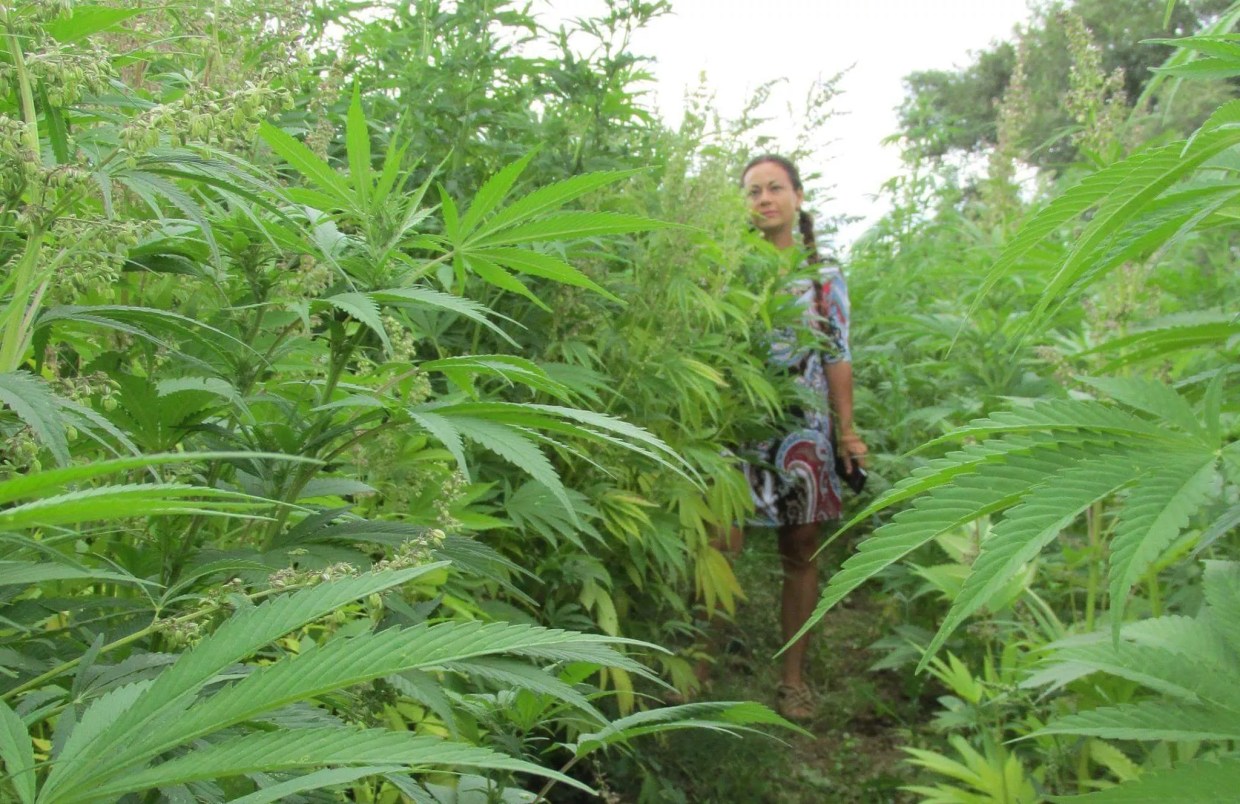 Op Ed: Discrimination in Mitch McConnell’s Hemp “De-Scheduling”