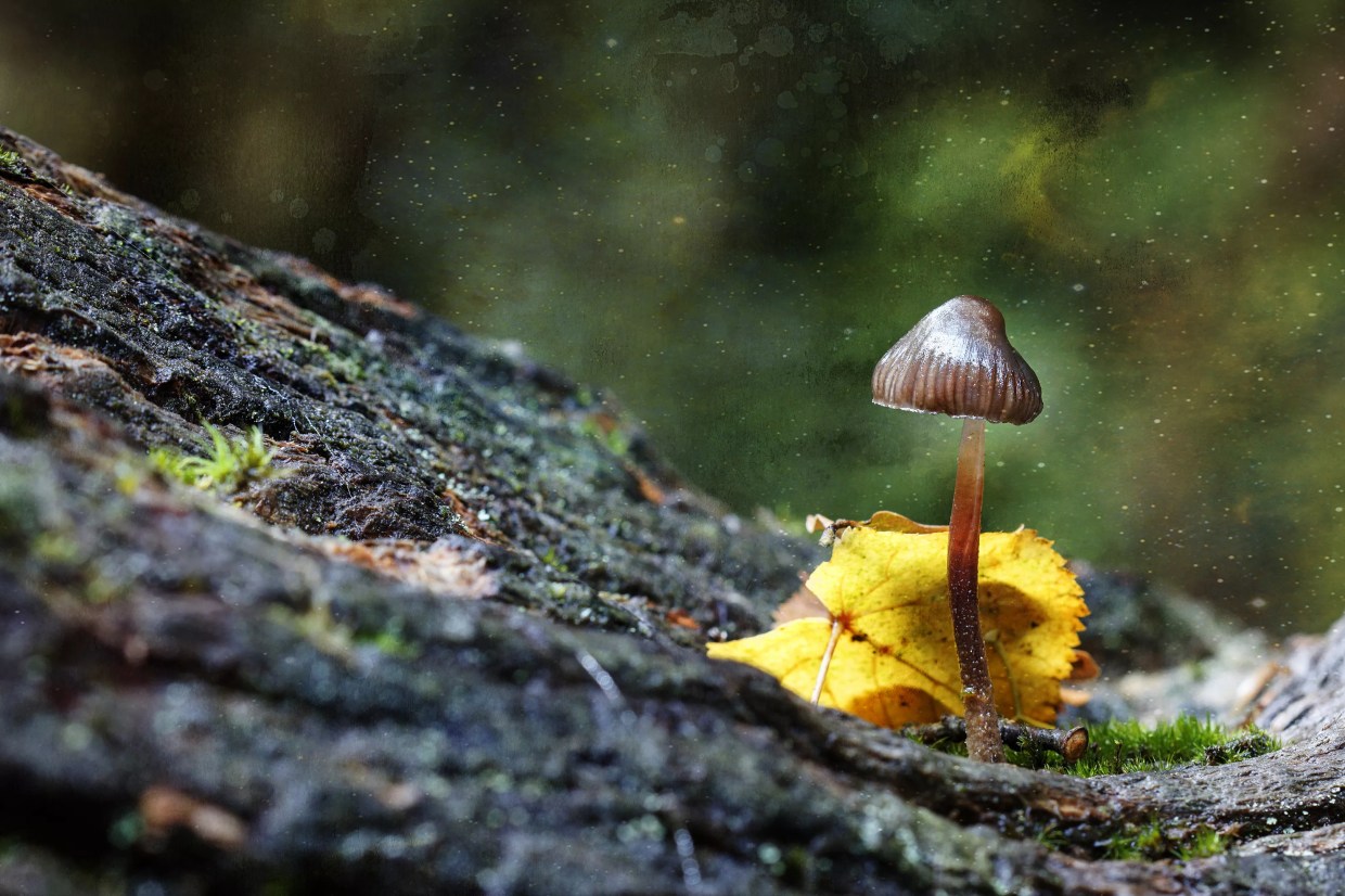 Psychedelic Mushroom Advocates Push Initiatives for May 2019 Citywide Ballot