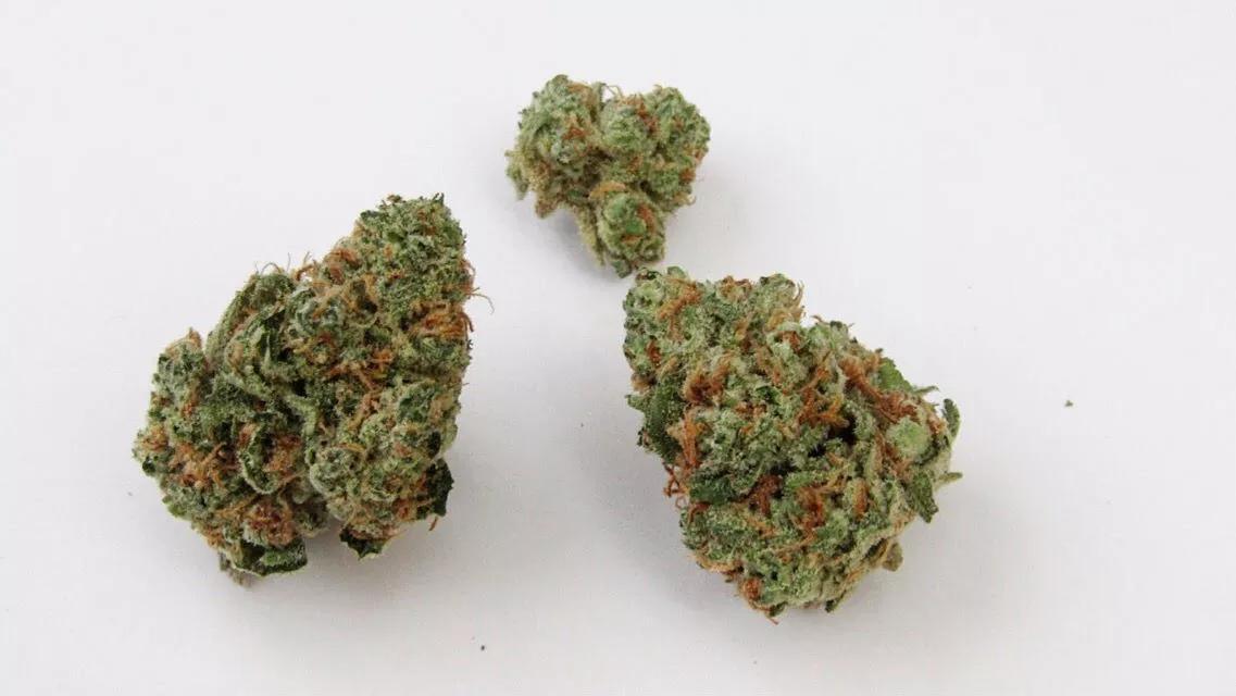 Why Colorado Tokers Love Papaya