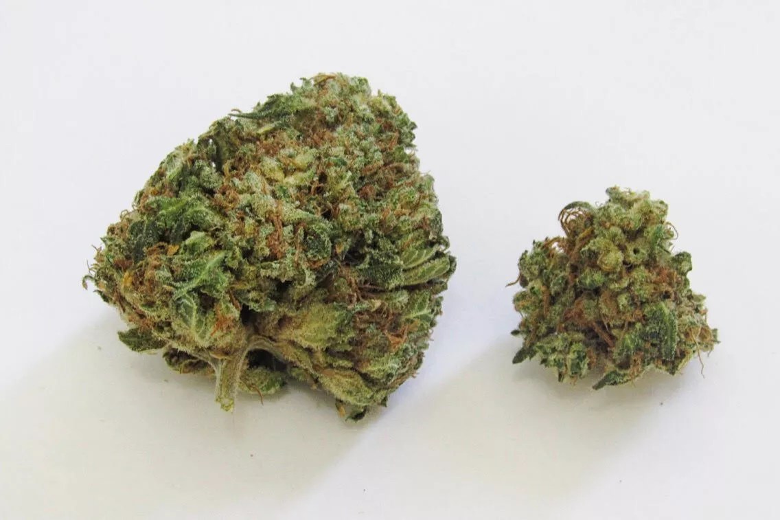 Why Colorado Tokers Love Alaskan Ice