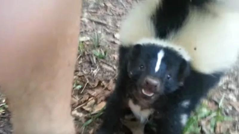 Denver Urban Wildlife Guide With Dr. Kevin Fitzgerald: Meet Your Neighbors