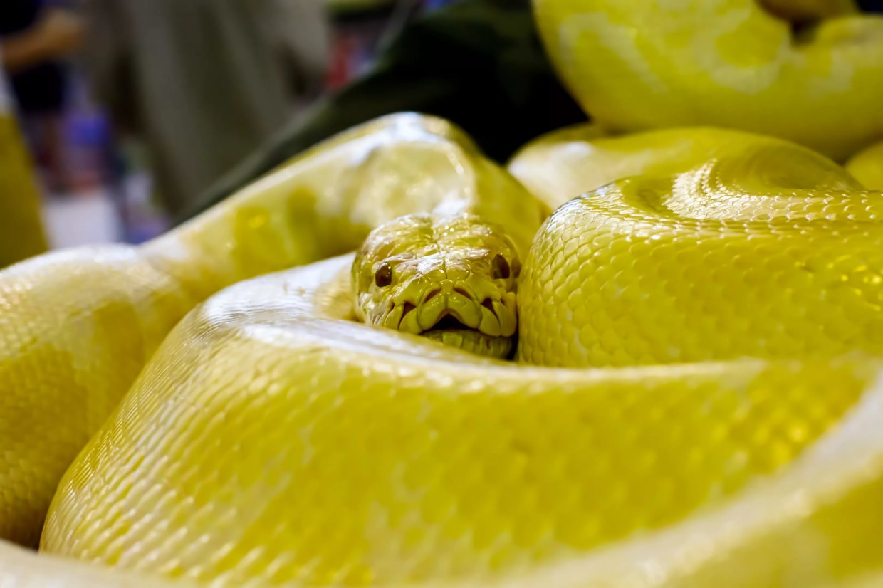 RTD: No, Pythons Are Not Service Animals