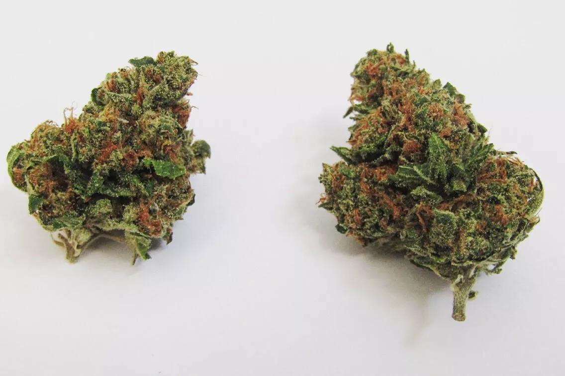 Why Colorado Tokers Love Ghost OG