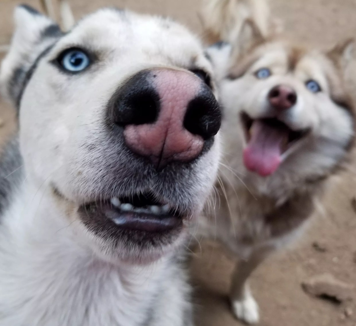 <i>Game of Thrones</i> Is Fiction, but Dog Lovers Still Want Their Own Direwolves