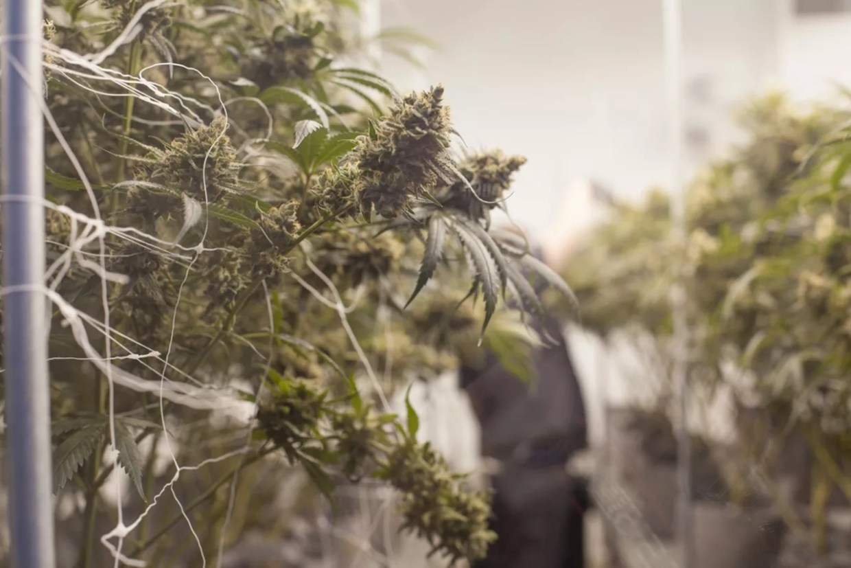 Hemp Sold in Dispensaries? DORA Recommends That and More!