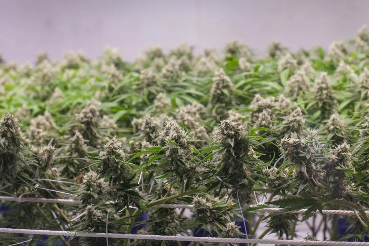 Toxic Waste, Carbon Emissions and Other Sustainability Problems for Legal Pot