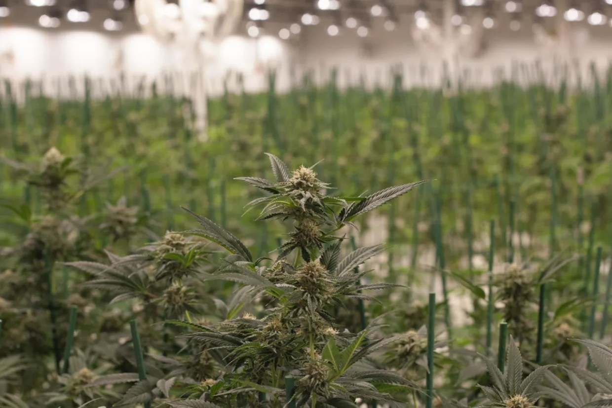 Marijuana Sales Fall in September — Winter Dip on the Way?