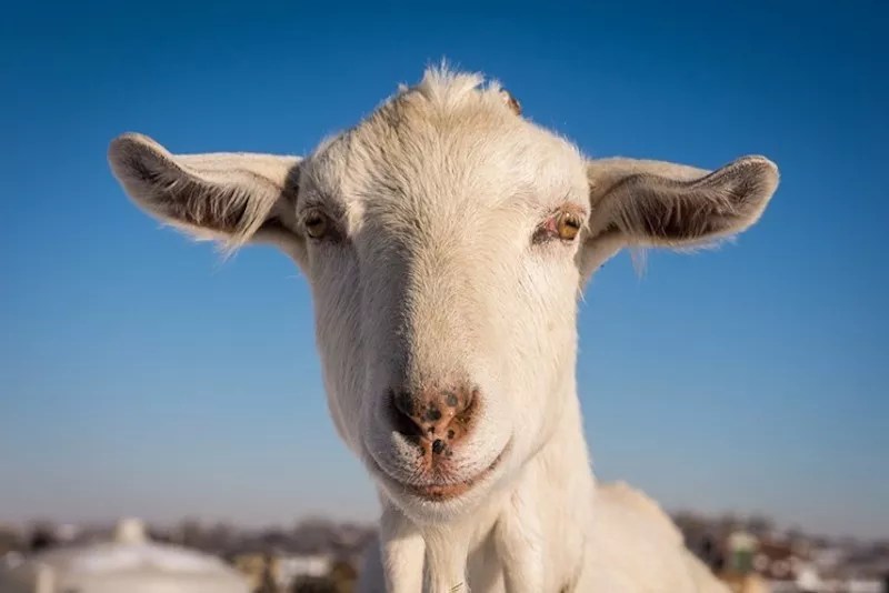 Musicians Rally to Help Out Broken Shovels Farm Sanctuary