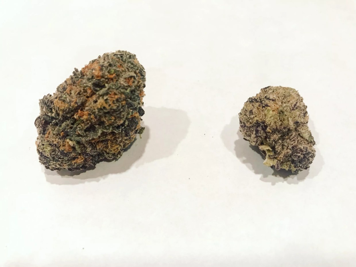 Why Colorado Tokers Love Purple Urkle