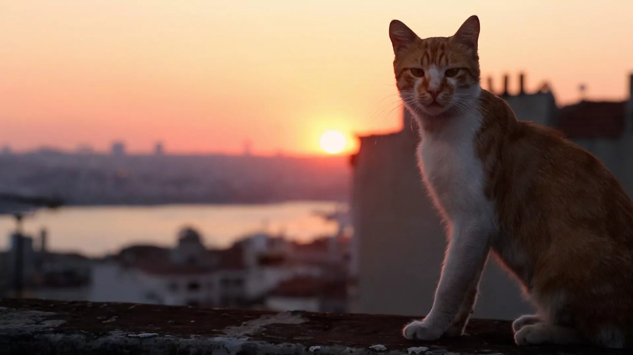 Tracking the Street Cats of Istanbul, <i>Kedi</i> Reveals a City’s Humanity