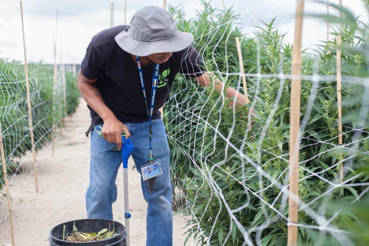 Feds Double Down on Denying Citizenship for Cannabis Industry Ties