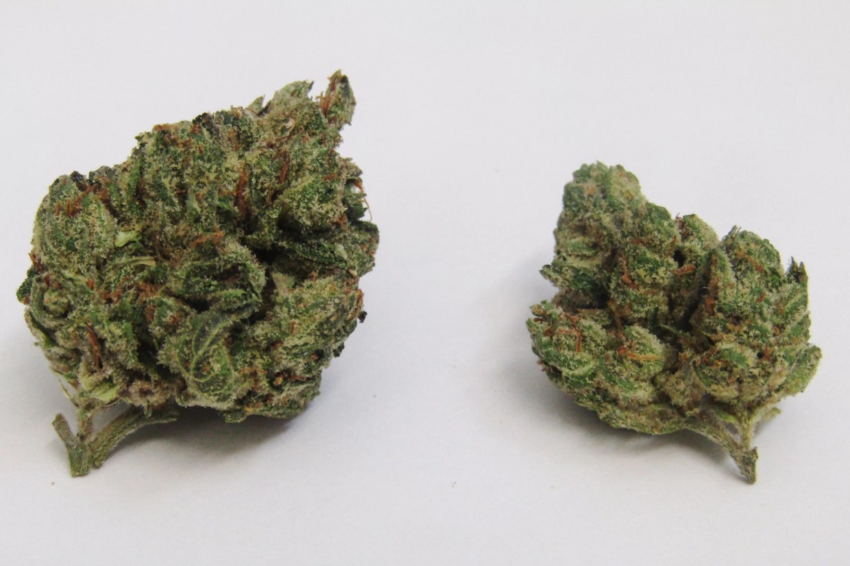 Why Colorado Tokers Love Cataract Kush