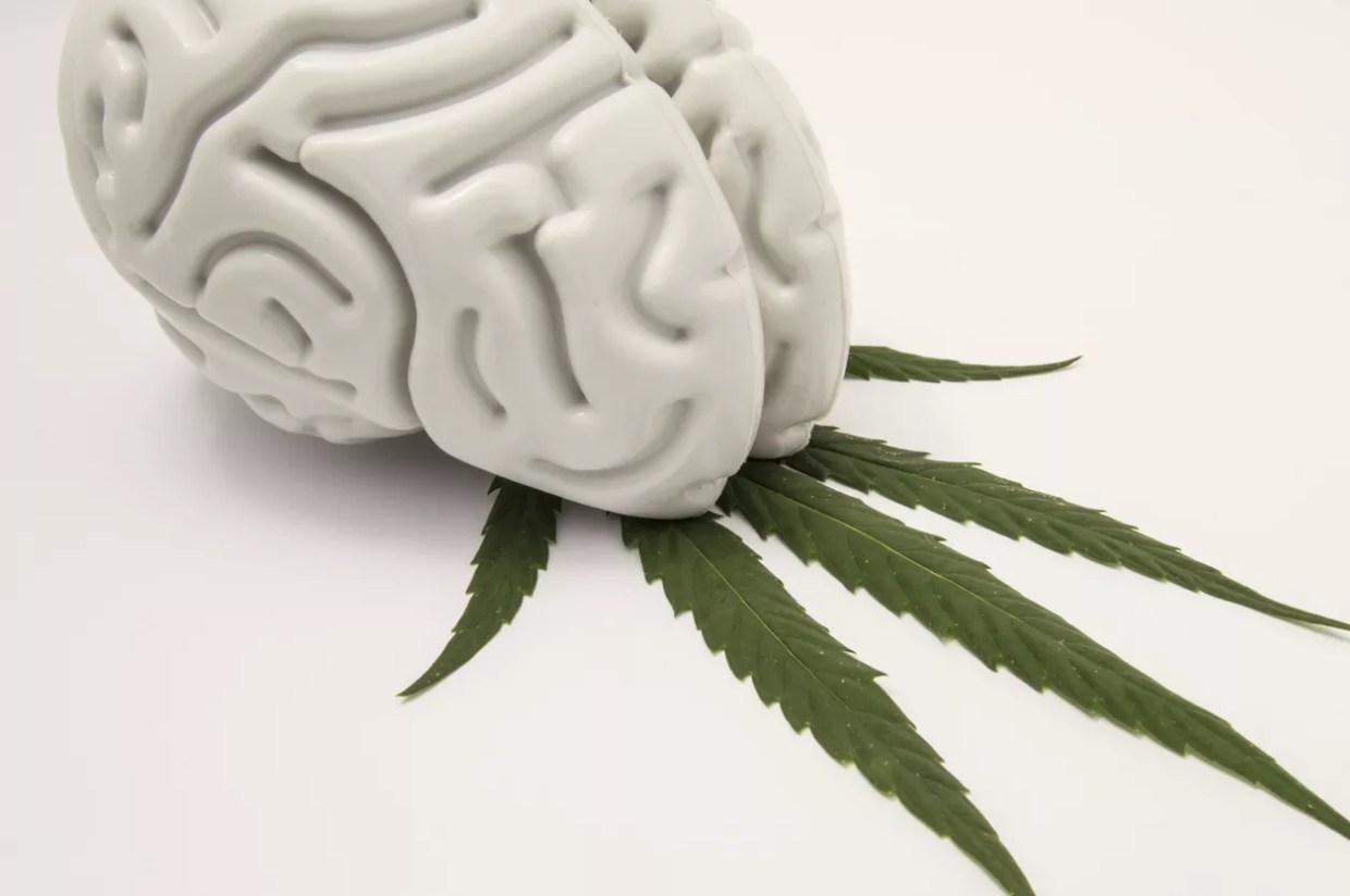 Learning About Pot and Parkinson’s With Dr. James Beck