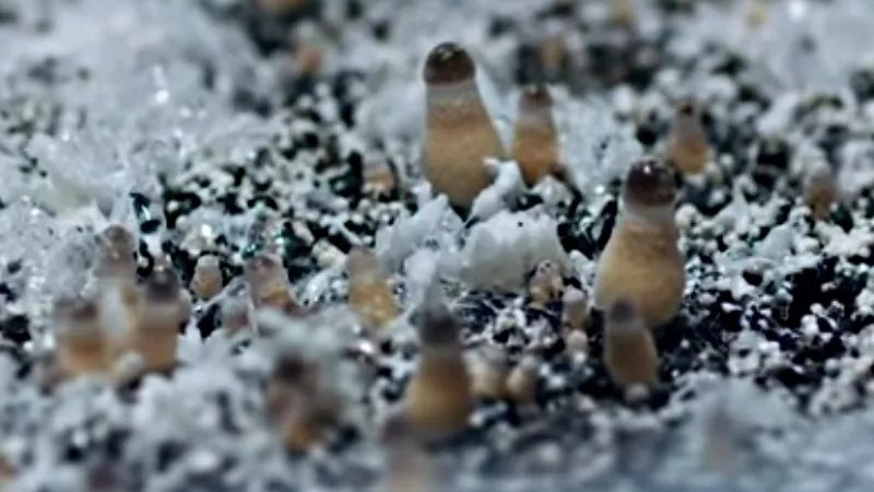 Funniest Tweets About Denver Decriminalizing Magic Mushrooms